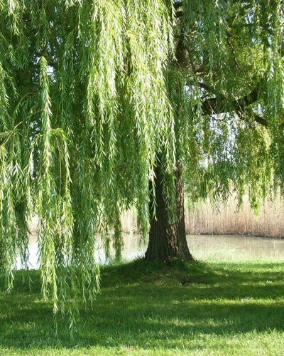 Salice piangente salix - piangente, "salix