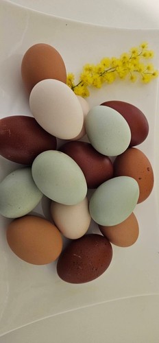 Uova feconde fertili - feconde,