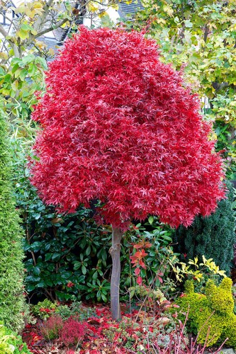 Acero rosso giapponese acer - giapponese,