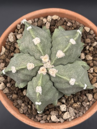 Astrophytum myriostigma