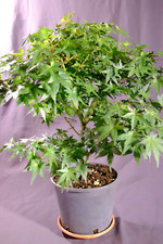 BONSAI Prebonsai Acero Palmato  POLYMORPHUM cv "VIRIDIS'' 2