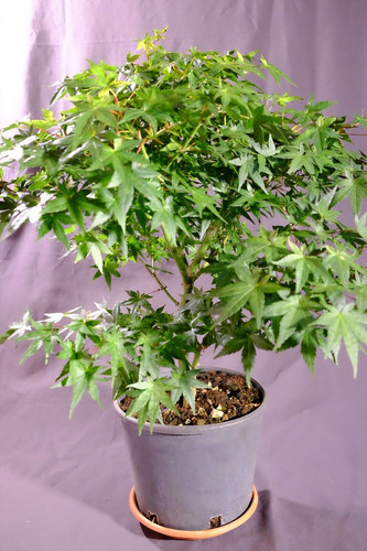 Bonsai prebonsai acero palmato - prebonsai,