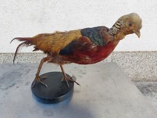 Fagiano maschio tassidermia - maschio,