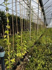 Liana d’aglio - Mansoa Alliacea 210 cm (vaso da 3 L) - FOTO REALE