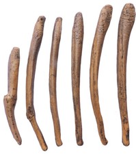 Os pene di orso delle caverne