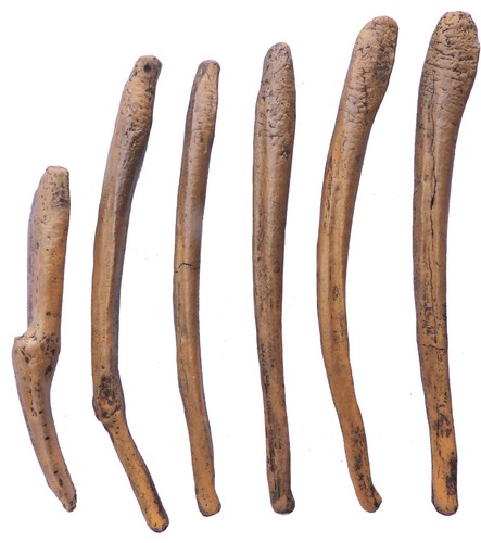 Pene orso delle - delle, caverne