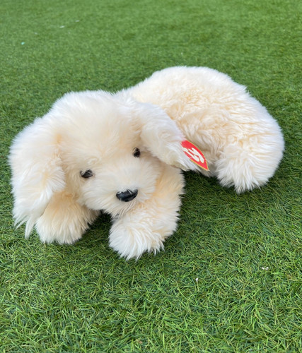 Miele peluche cucciolo cane - ty,