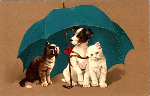 Cartolina epoca gatti cani - cartolina,