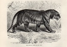 1894 = TIGRE DEL BENGALA=