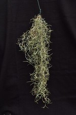 Tillandsia usneoides fiori - tillandsia, "fiori