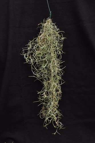 Tillandsia usneoides fiori - usneoides, "fiori
