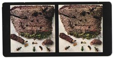 Fotografia Stereo Chromoplast