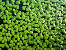 Lemna Major, FACILE GESTIONE