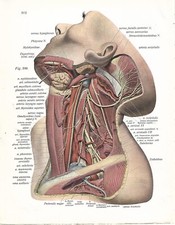 Stampa antica ANATOMIA COLLO E