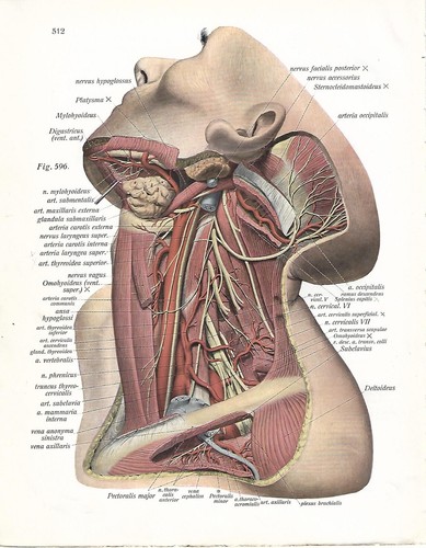 Stampa antica anatomia - anatomia, e