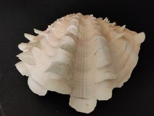 Conchiglia shell tridacna - conchiglia,