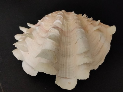 Conchiglia shell tridacna - conchiglia,