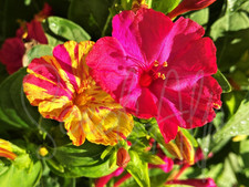 50 Semi di Bella di Notte MIX