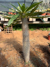 PACHYPODIUM LAMEREI - CACTUS -