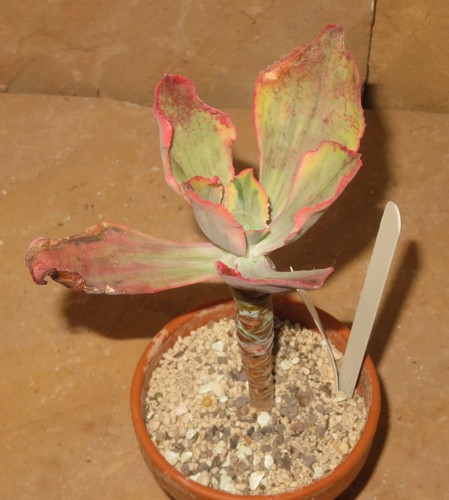 Echeveria tornado variegata - echeveria,