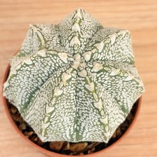 Astrophytum cokabuto ,  pot