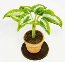 Casa delle bambole pianta