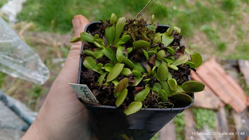 Dionaea muscipula periscope - ",