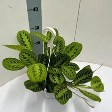 Freccia Maranta Fascinator