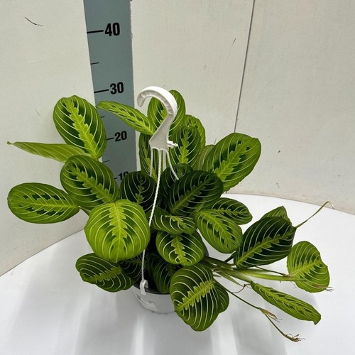 Freccia maranta fascinator - freccia,
