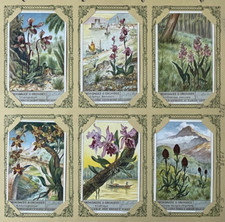 FIGURINE LIEBIG - Orchidacee 0 orchidee (1356)