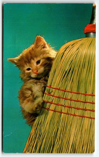 Cartolina gattino giallo con - cartolina,