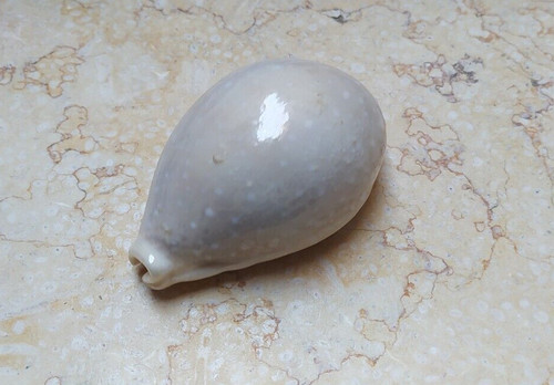 Cypraea camelopardalis lareg - f,
