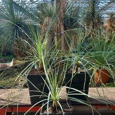 Dasylirion cedrosanum, totale