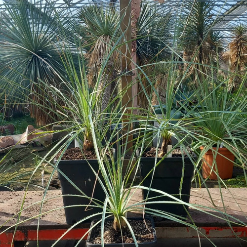 Dasylirion cedrosanum totale - dasylirion,
