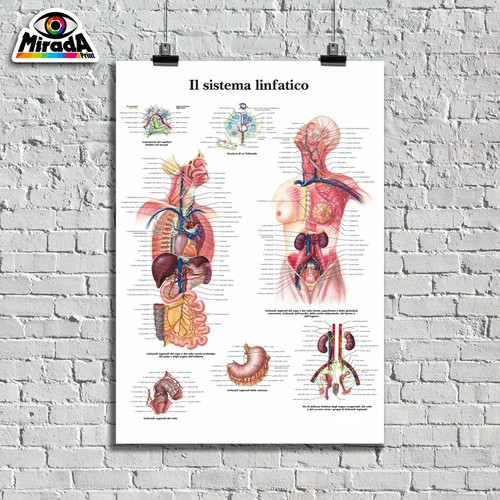 Poster sistema linfatico - poster,