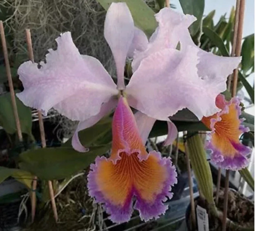 Pianta orchidea cattleya - orchidea,