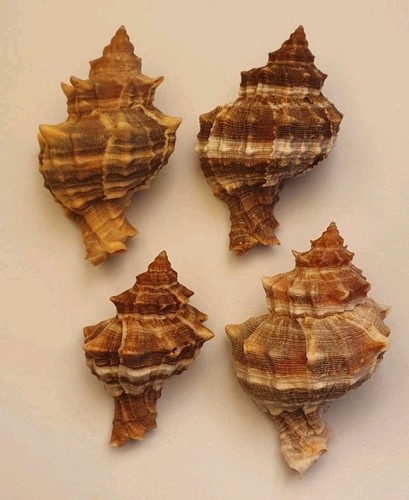 Hexaplex trunculus lotto - trunculus,