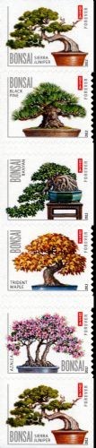 Bonsai 45c 2012 acero pino - 45c, acero,