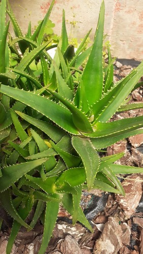 Aloe arborescens - arborescens,