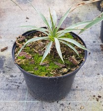 Yucca neomexicana / Conteneur