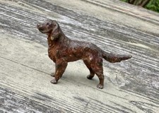 Setter Irlandese Golden