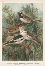 Ammer Schneeammer Bunting