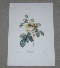 STAMPA A TORCHIO COLORATA A MANO cm 35x50 - Fiori Rose - edizioni Imprimerie