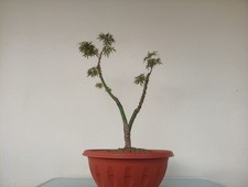 Acero palmato giapponese - acero,