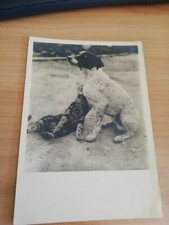 LOTTO 7 cartoline ITALIA CANI E GATTI Italy postcards set DOGS & CATS