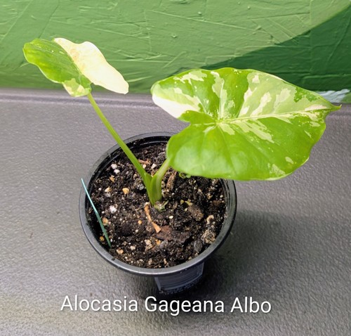 Alocasia gageana albo - alocasia, 3"