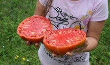 BIG ZAK TOMATO, POMODORO CUORE