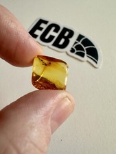 Baltic Amber With Fly