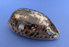 Cypraea Testudinaria 117,7 mm