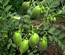 Semi di lenticchie Padina, Lens culinaris, antica varietà di lenticchie spagnole